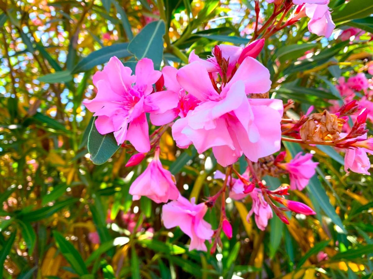 Villetta Flora Con Piscina Коста Парадизо Екстериор снимка